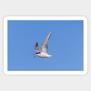 Roseate tern (Sterna dougallii) in flight Sticker